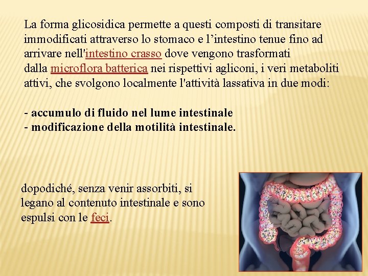 La forma glicosidica permette a questi composti di transitare immodificati attraverso lo stomaco e