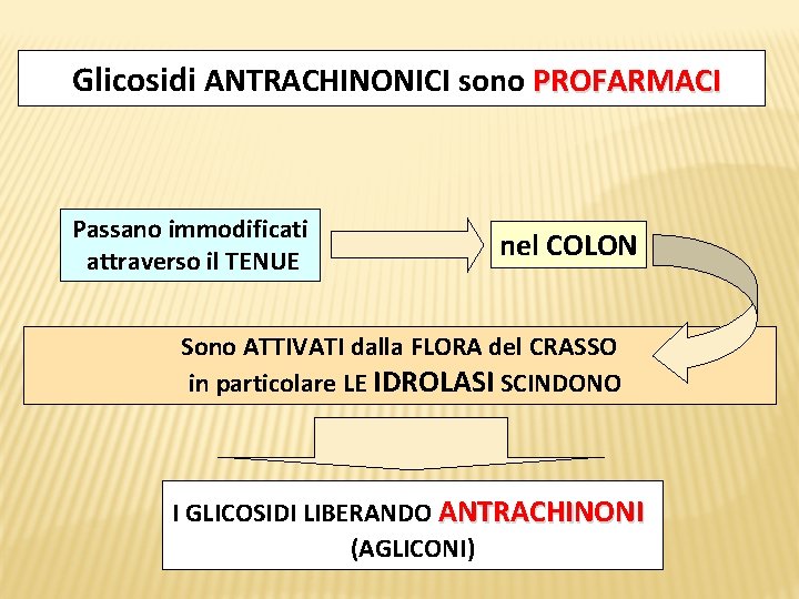 Glicosidi ANTRACHINONICI sono PROFARMACI Passano immodificati attraverso il TENUE nel COLON Sono ATTIVATI dalla