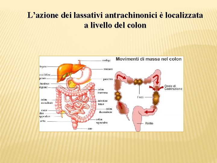 L’azione dei lassativi antrachinonici è localizzata a livello del colon 