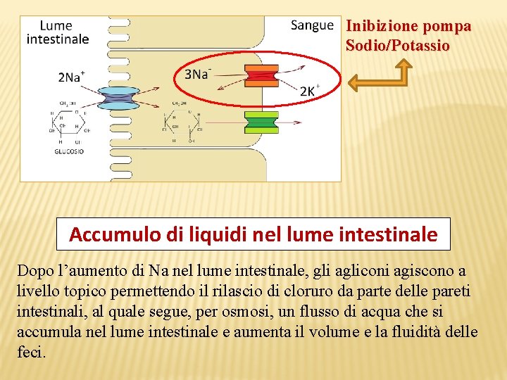 Inibizione pompa Sodio/Potassio Accumulo di liquidi nel lume intestinale Dopo l’aumento di Na nel