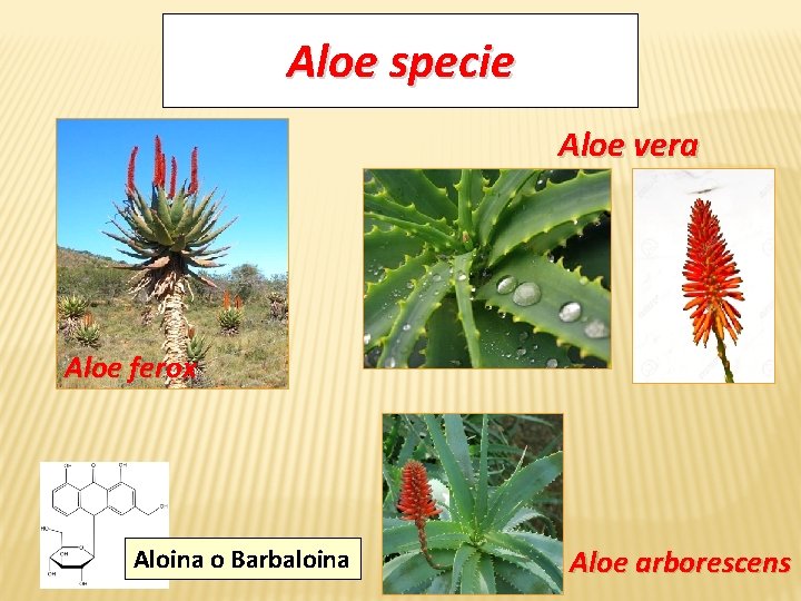 Aloe specie Aloe vera Aloe ferox Aloina o Barbaloina Aloe arborescens 
