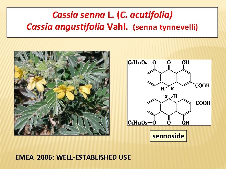 Cassia senna L. (C. acutifolia) Cassia angustifolia Vahl. (senna tynnevelli) sennoside EMEA 2006: WELL-ESTABLISHED