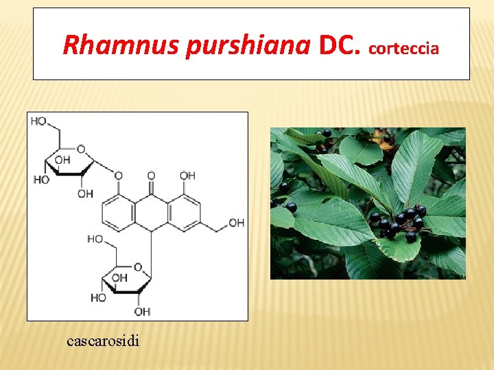 Rhamnus purshiana DC. corteccia cascarosidi 
