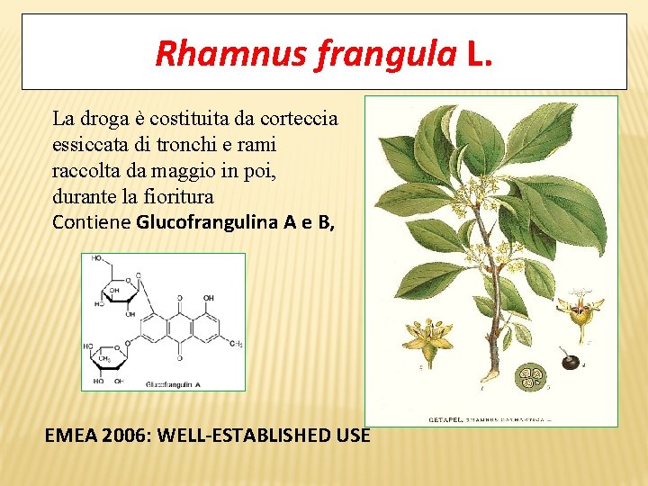 Rhamnus frangula L. La droga è costituita da corteccia essiccata di tronchi e rami