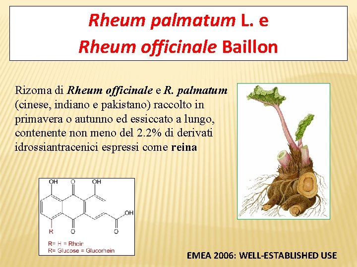 Rheum palmatum L. e Rheum officinale Baillon Rizoma di Rheum officinale e R. palmatum