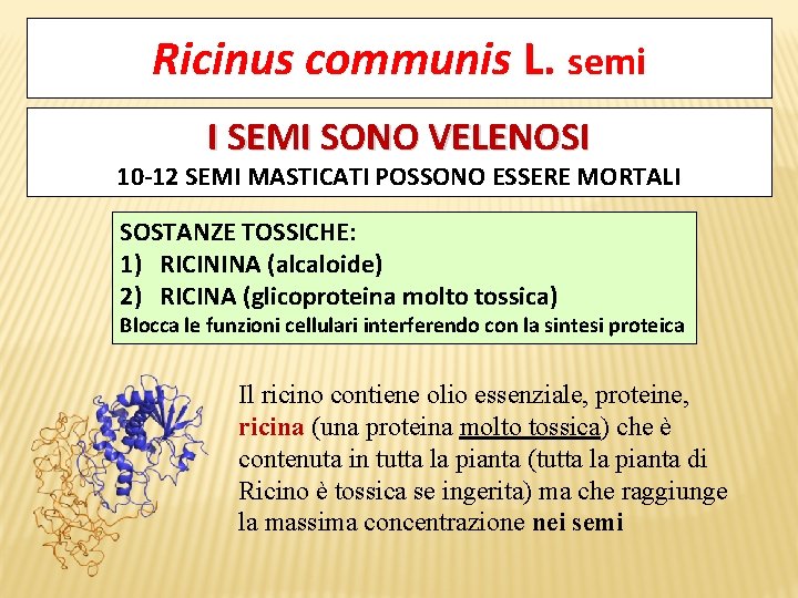 Ricinus communis L. semi I SEMI SONO VELENOSI 10 -12 SEMI MASTICATI POSSONO ESSERE