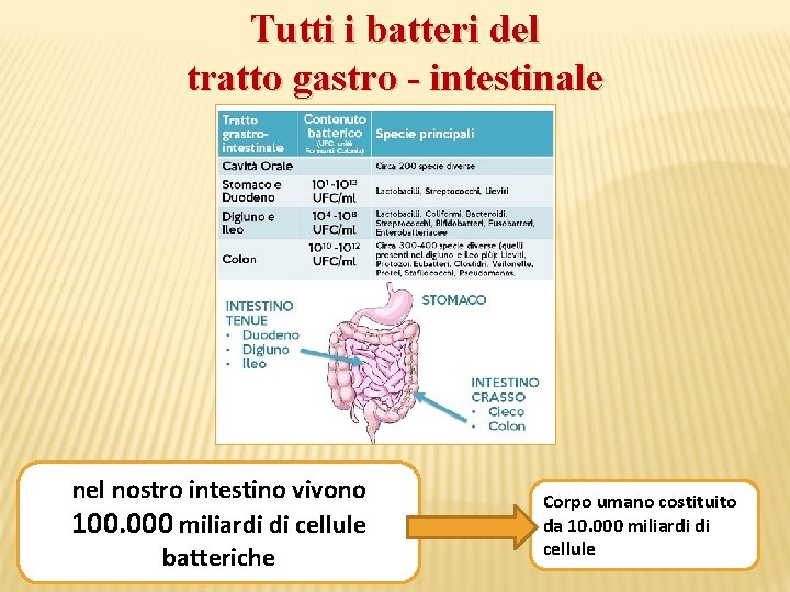 Tutti i batteri del tratto gastro - intestinale nel nostro intestino vivono 100. 000