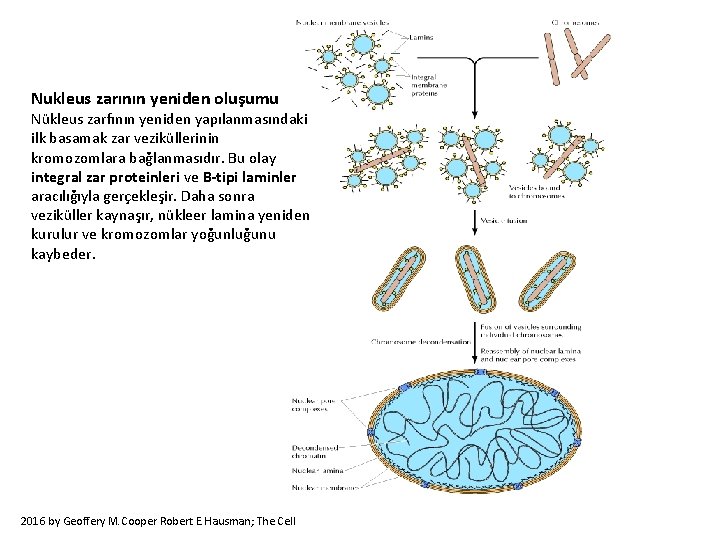 Nukleus zarının yeniden oluşumu Nükleus zarfının yeniden yapılanmasındaki ilk basamak zar veziküllerinin kromozomlara bağlanmasıdır.