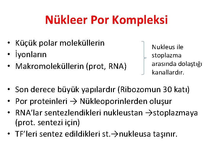 Nükleer Por Kompleksi • Küçük polar moleküllerin • İyonların • Makromoleküllerin (prot, RNA) Nukleus