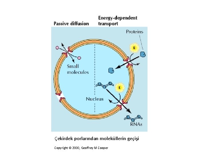 Çekirdek porlarından moleküllerin geçişi Copyright © 2000, Geoffrey M Cooper 