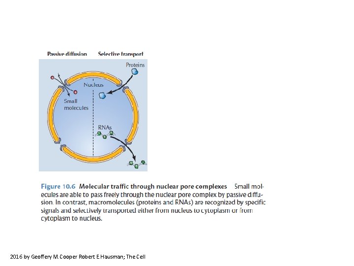2016 by Geoffery M. Cooper Robert E. Hausman; The Cell 