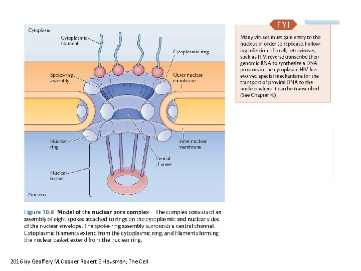 2016 by Geoffery M. Cooper Robert E. Hausman; The Cell 