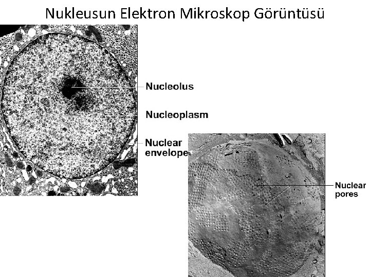Nukleusun Elektron Mikroskop Görüntüsü 