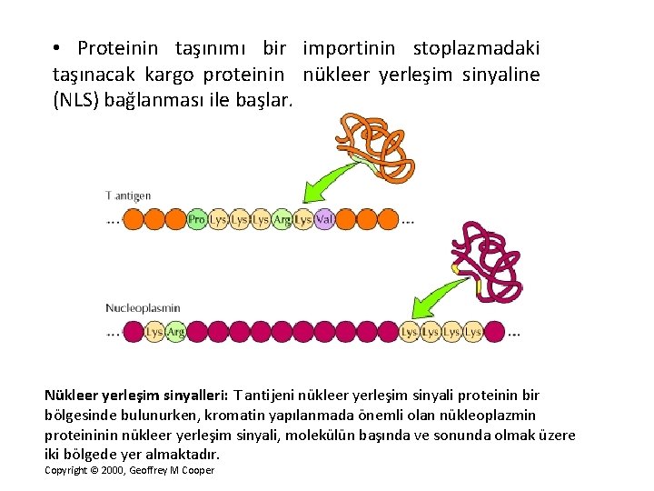  • Proteinin taşınımı bir importinin stoplazmadaki taşınacak kargo proteinin nükleer yerleşim sinyaline (NLS)