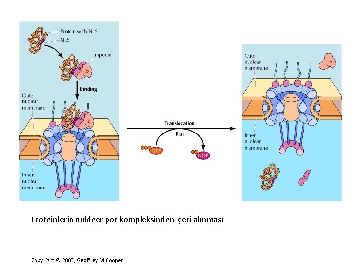 Proteinlerin nükleer por kompleksinden içeri alınması Copyright © 2000, Geoffrey M Cooper 