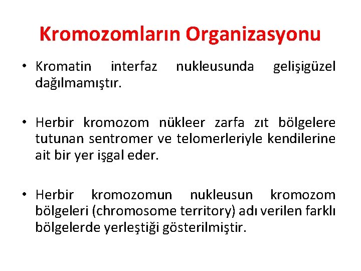 Kromozomların Organizasyonu • Kromatin interfaz dağılmamıştır. nukleusunda gelişigüzel • Herbir kromozom nükleer zarfa zıt