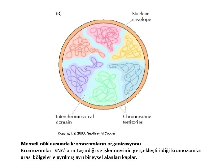Copyright © 2000, Geoffrey M Cooper Memeli nükleusunda kromozomların organizasyonu Kromozomlar, RNA’ların taşındığı ve