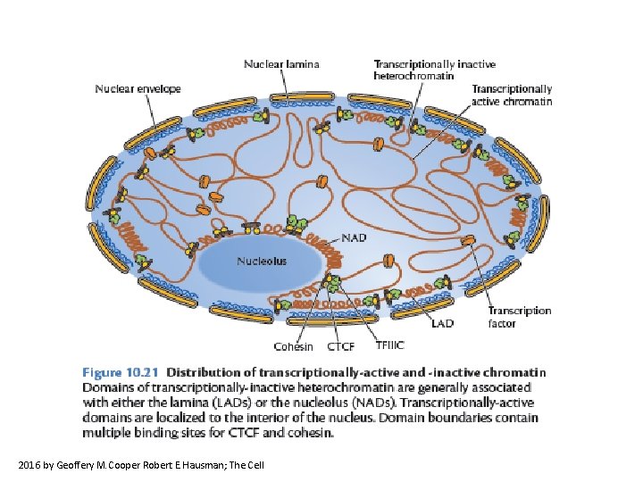 2016 by Geoffery M. Cooper Robert E. Hausman; The Cell 
