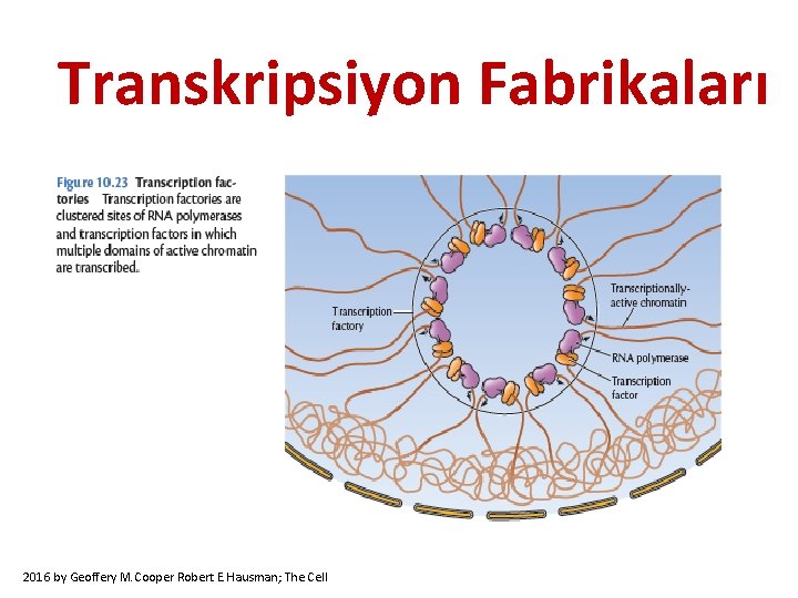 Transkripsiyon Fabrikaları 2016 by Geoffery M. Cooper Robert E. Hausman; The Cell 