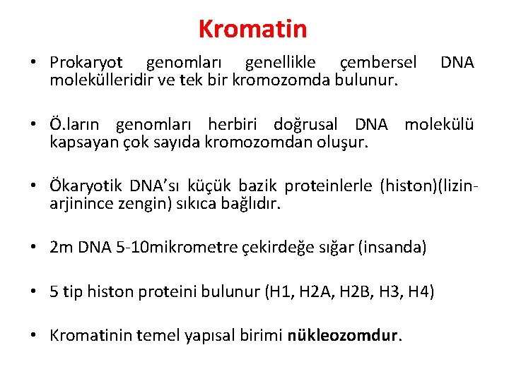 Kromatin • Prokaryot genomları genellikle çembersel molekülleridir ve tek bir kromozomda bulunur. DNA •