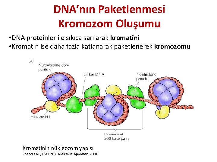 DNA’nın Paketlenmesi Kromozom Oluşumu • DNA proteinler ile sıkıca sarılarak kromatini • Kromatin ise