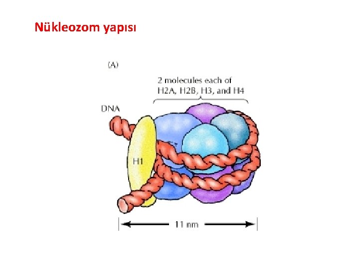 Nükleozom yapısı 