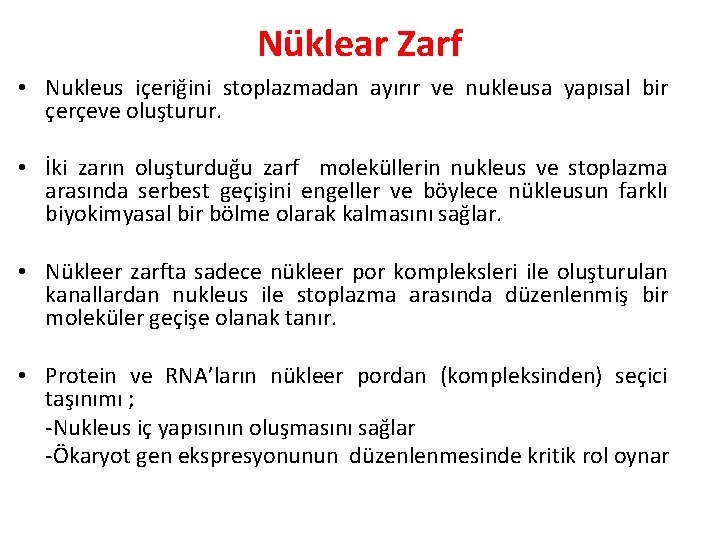 Nüklear Zarf • Nukleus içeriğini stoplazmadan ayırır ve nukleusa yapısal bir çerçeve oluşturur. •