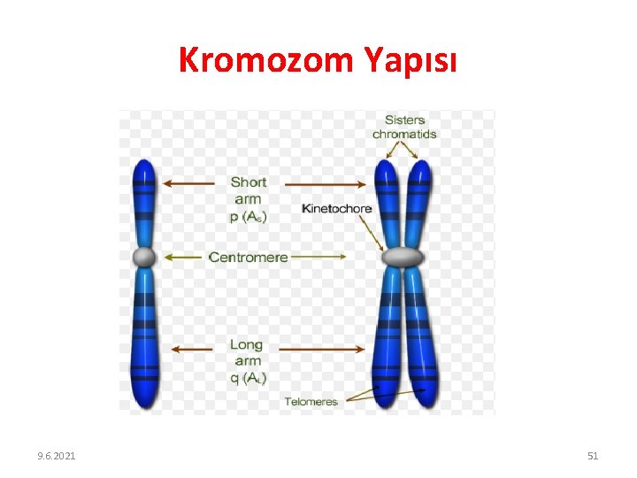 Kromozom Yapısı 9. 6. 2021 51 