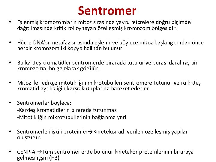 Sentromer • Eşlenmiş kromozomların mitoz sırasında yavru hücrelere doğru biçimde dağıtılmasında kritik rol oynayan