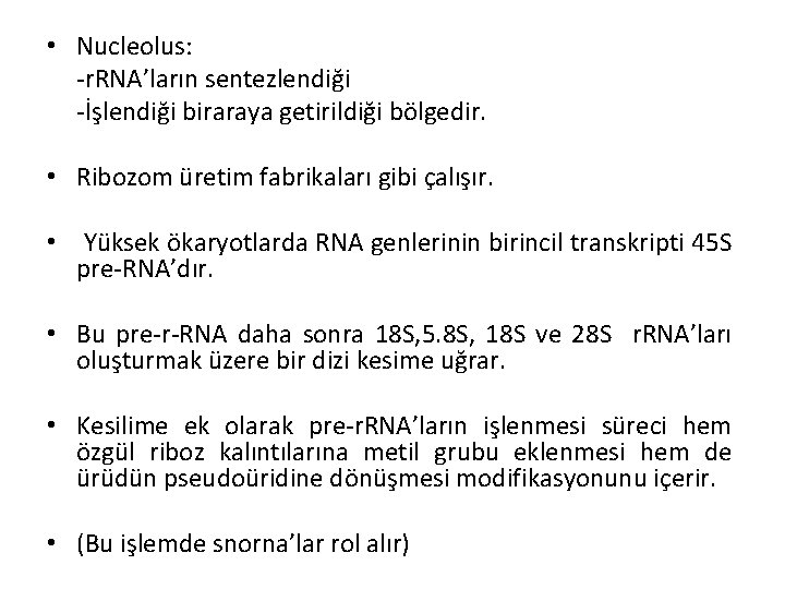  • Nucleolus: -r. RNA’ların sentezlendiği -İşlendiği biraraya getirildiği bölgedir. • Ribozom üretim fabrikaları