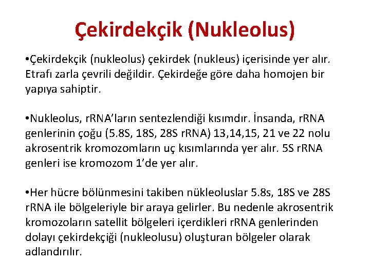 Çekirdekçik (Nukleolus) • Çekirdekçik (nukleolus) çekirdek (nukleus) içerisinde yer alır. Etrafı zarla çevrili değildir.