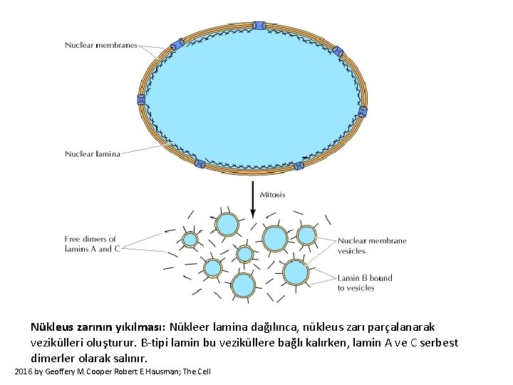 Nükleus zarının yıkılması: Nükleer lamina dağılınca, nükleus zarı parçalanarak vezikülleri oluşturur. B-tipi lamin bu