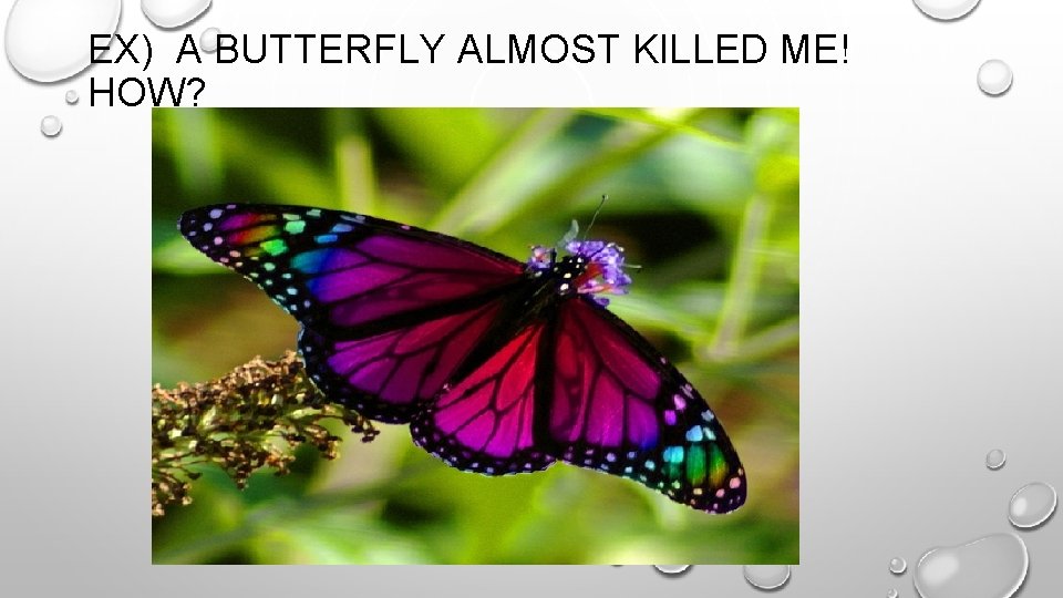 EX) A BUTTERFLY ALMOST KILLED ME! HOW? 