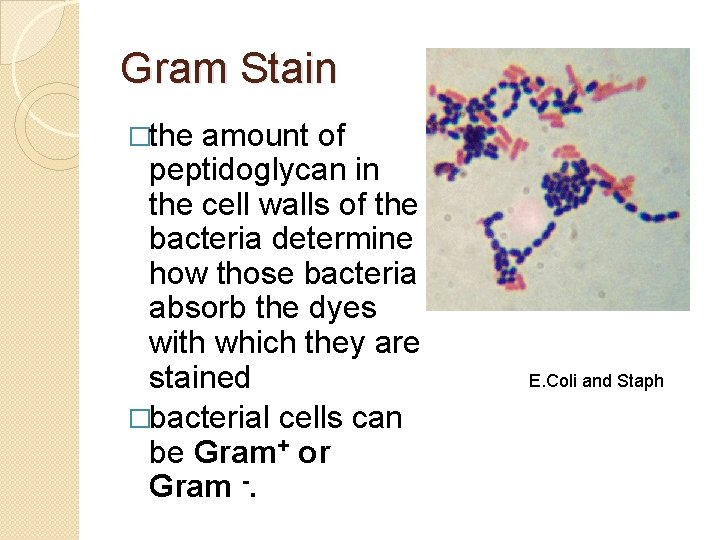 Bacteria An Overview Bacteria Bacteria is the plural