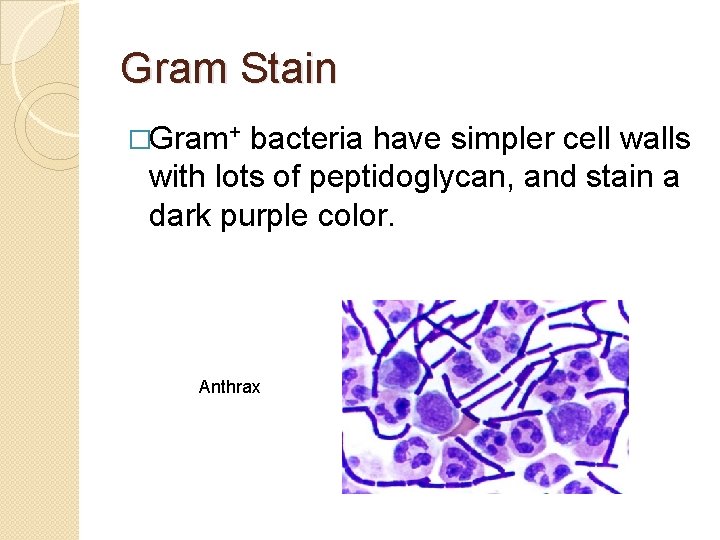 Gram Stain �Gram+ bacteria have simpler cell walls with lots of peptidoglycan, and stain