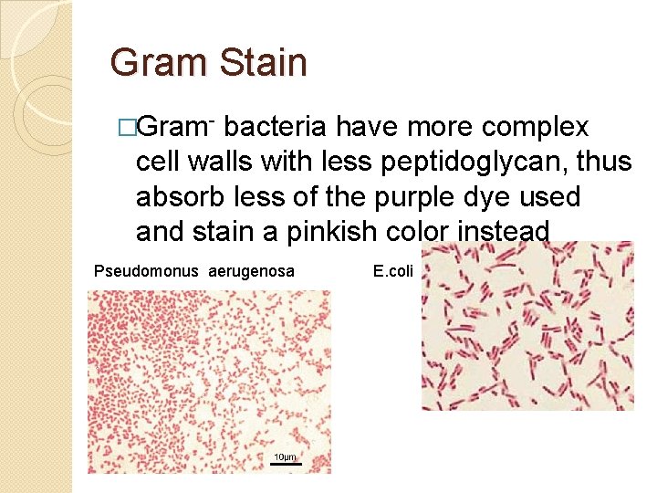 Gram Stain �Gram- bacteria have more complex cell walls with less peptidoglycan, thus absorb