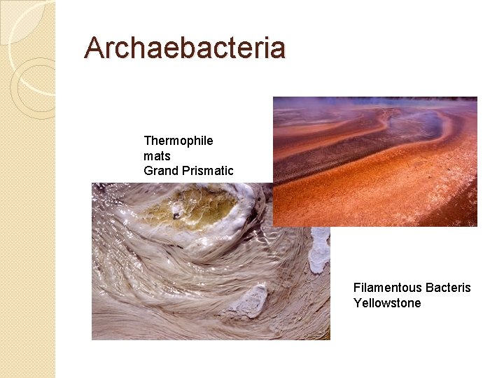 Archaebacteria Thermophile mats Grand Prismatic Filamentous Bacteris Yellowstone 