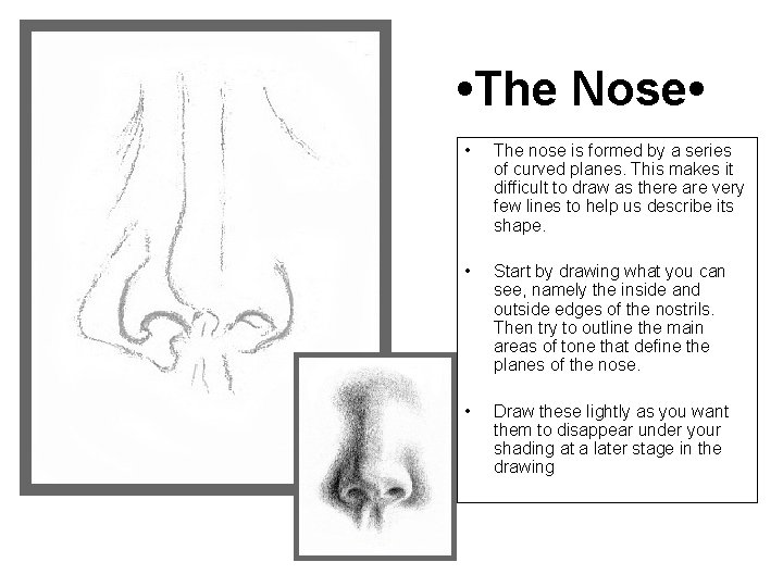  • The Nose • • The nose is formed by a series of