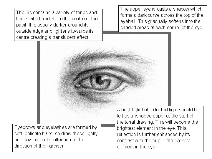 The iris contains a variety of tones and flecks which radiate to the centre