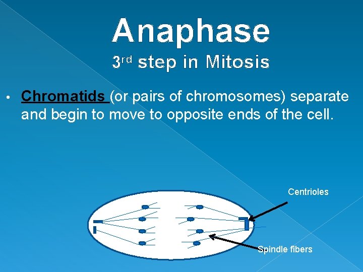 Anaphase 3 rd step in Mitosis • Chromatids (or pairs of chromosomes) separate and