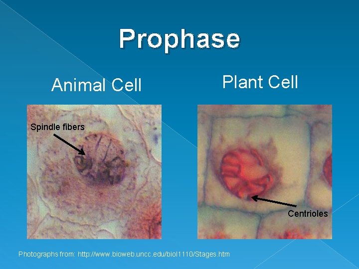 Prophase Animal Cell Plant Cell Spindle fibers Centrioles Photographs from: http: //www. bioweb. uncc.