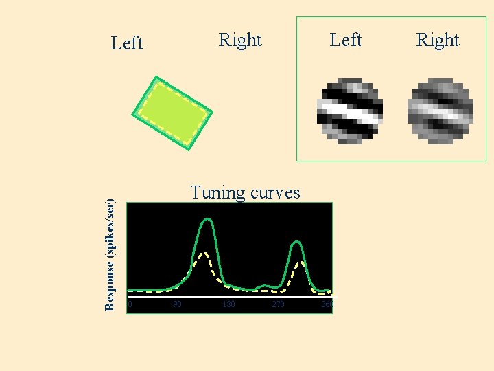 Right Response (spikes/sec) Left Tuning curves 0 90 180 270 360 Right 