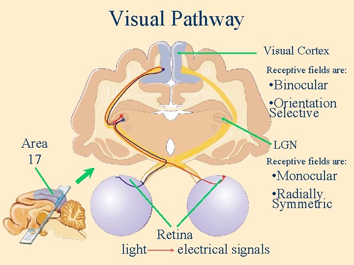 Visual Pathway Visual Cortex Receptive fields are: • Binocular • Orientation Selective Area 17