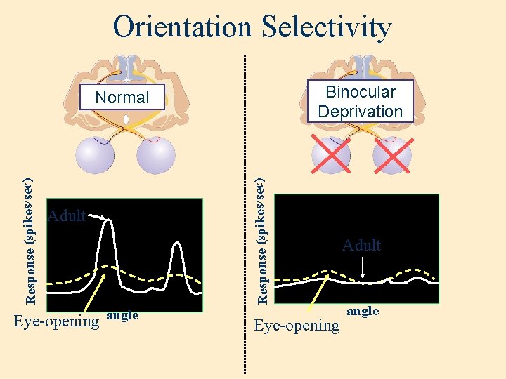 Orientation Selectivity Binocular Deprivation Response (spikes/sec) Normal Adult Eye-opening angle Eye-opening Adult angle 