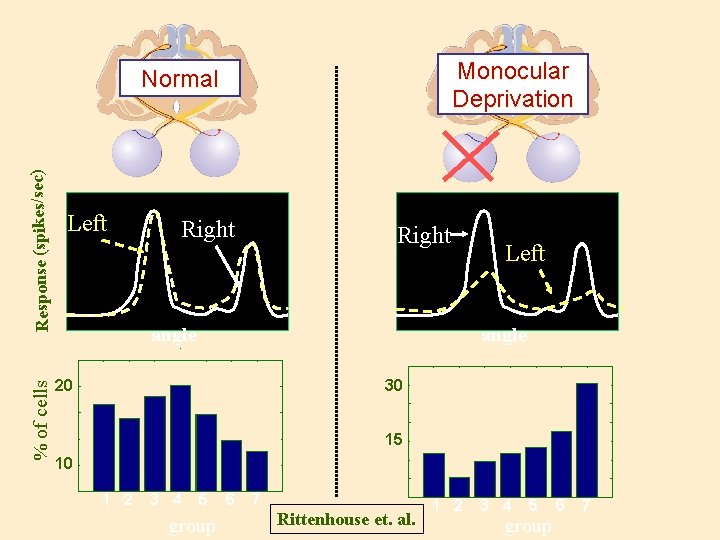 Monocular Deprivation % of cells Response (spikes/sec) Normal Left Right angle Left angle 20