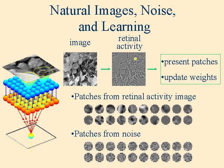 Natural Images, Noise, and Learning image retinal activity • present patches • update weights