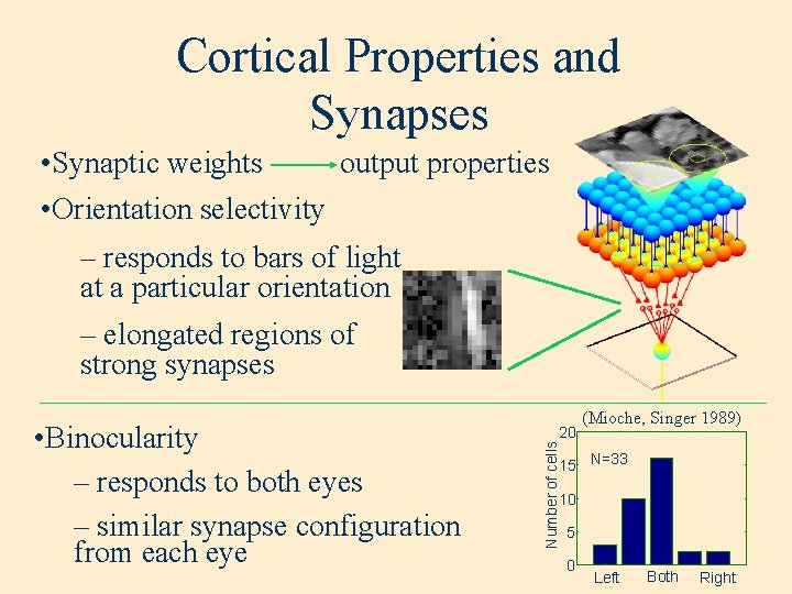 Cortical Properties and Synapses • Synaptic weights output properties • Orientation selectivity – responds