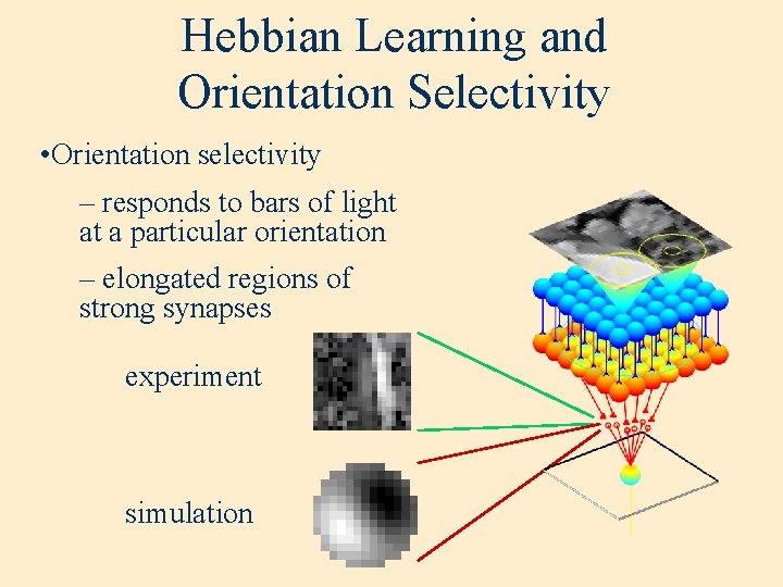 Hebbian Learning and Orientation Selectivity • Orientation selectivity – responds to bars of light