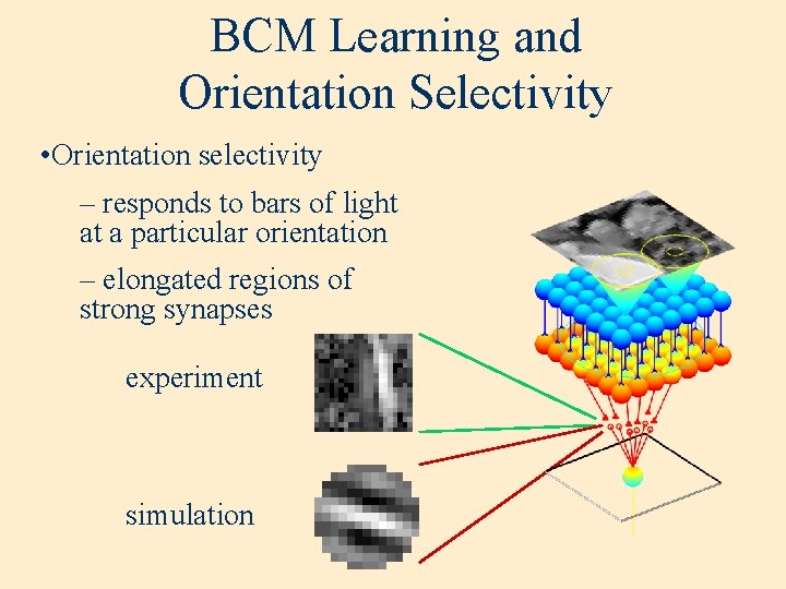 BCM Learning and Orientation Selectivity • Orientation selectivity – responds to bars of light