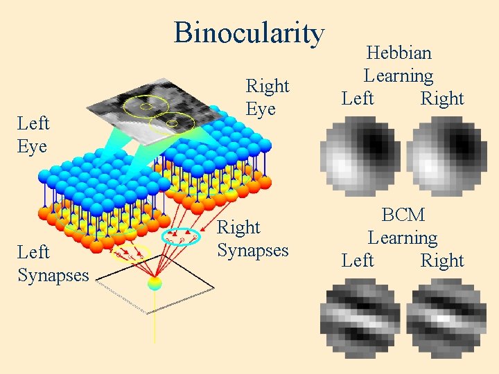 Binocularity Left Eye Left Synapses Right Eye Right Synapses Hebbian Learning Left Right BCM